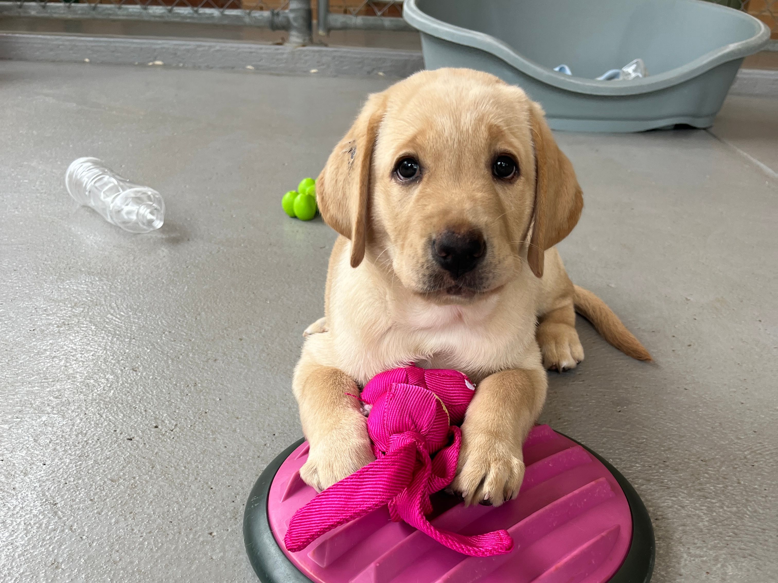 A yellow Labrador puppy playing with a toy.