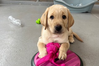 A yellow Labrador puppy playing with a toy.