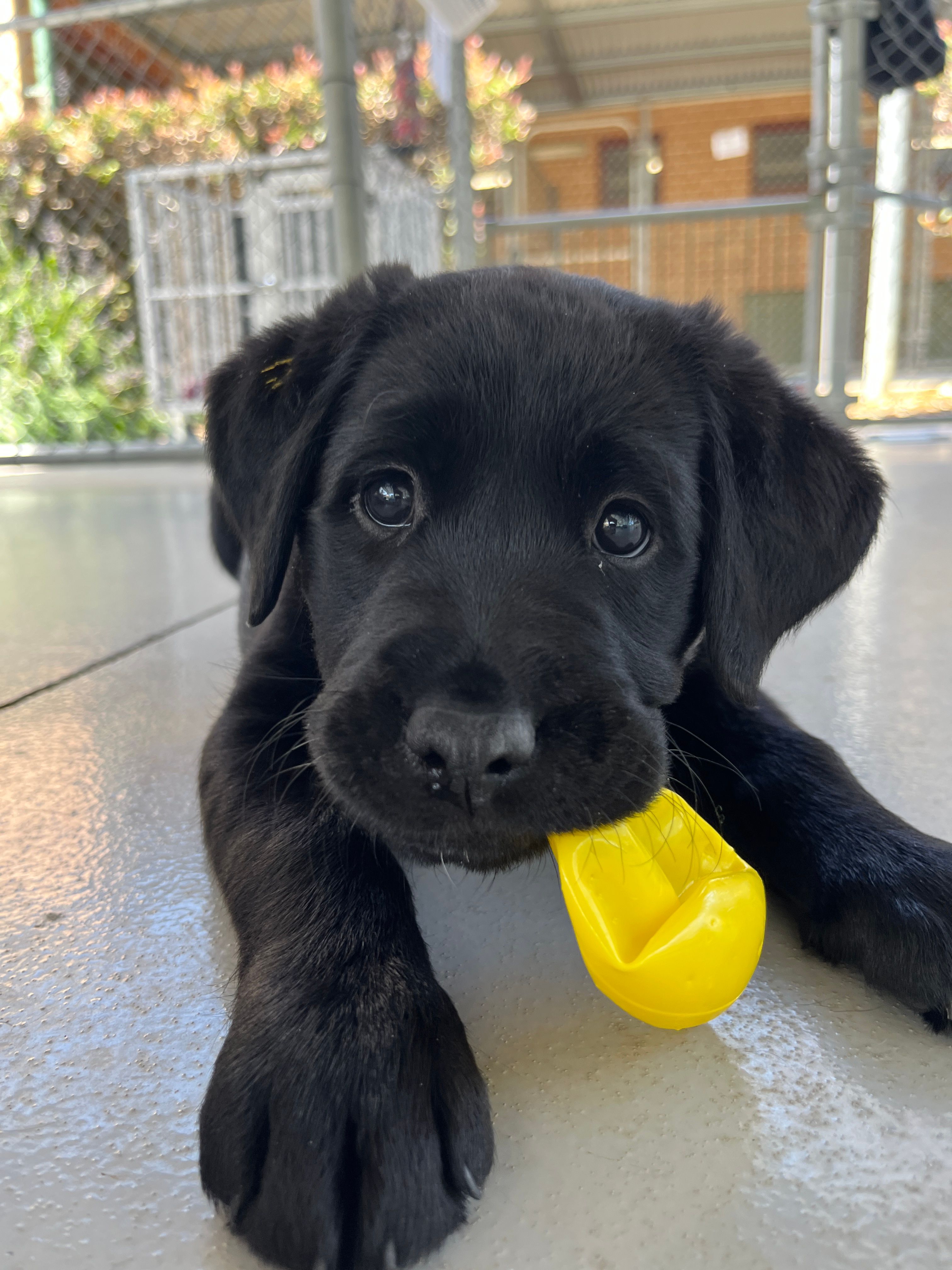 A black Labrador puppy playing