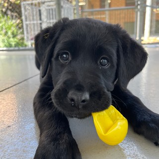 A black Labrador puppy playing with a toy.
