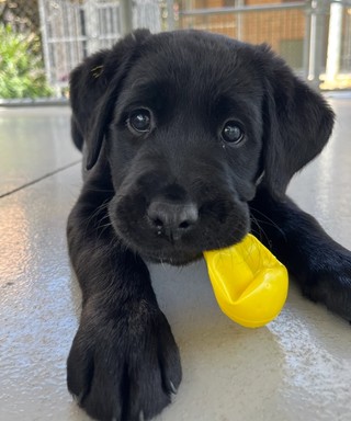 A black Labrador puppy playing