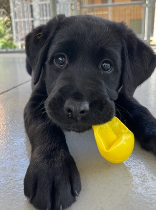 A black Labrador puppy playing
