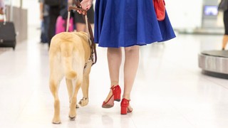 A person walking through the airport with their Guide Dog.
