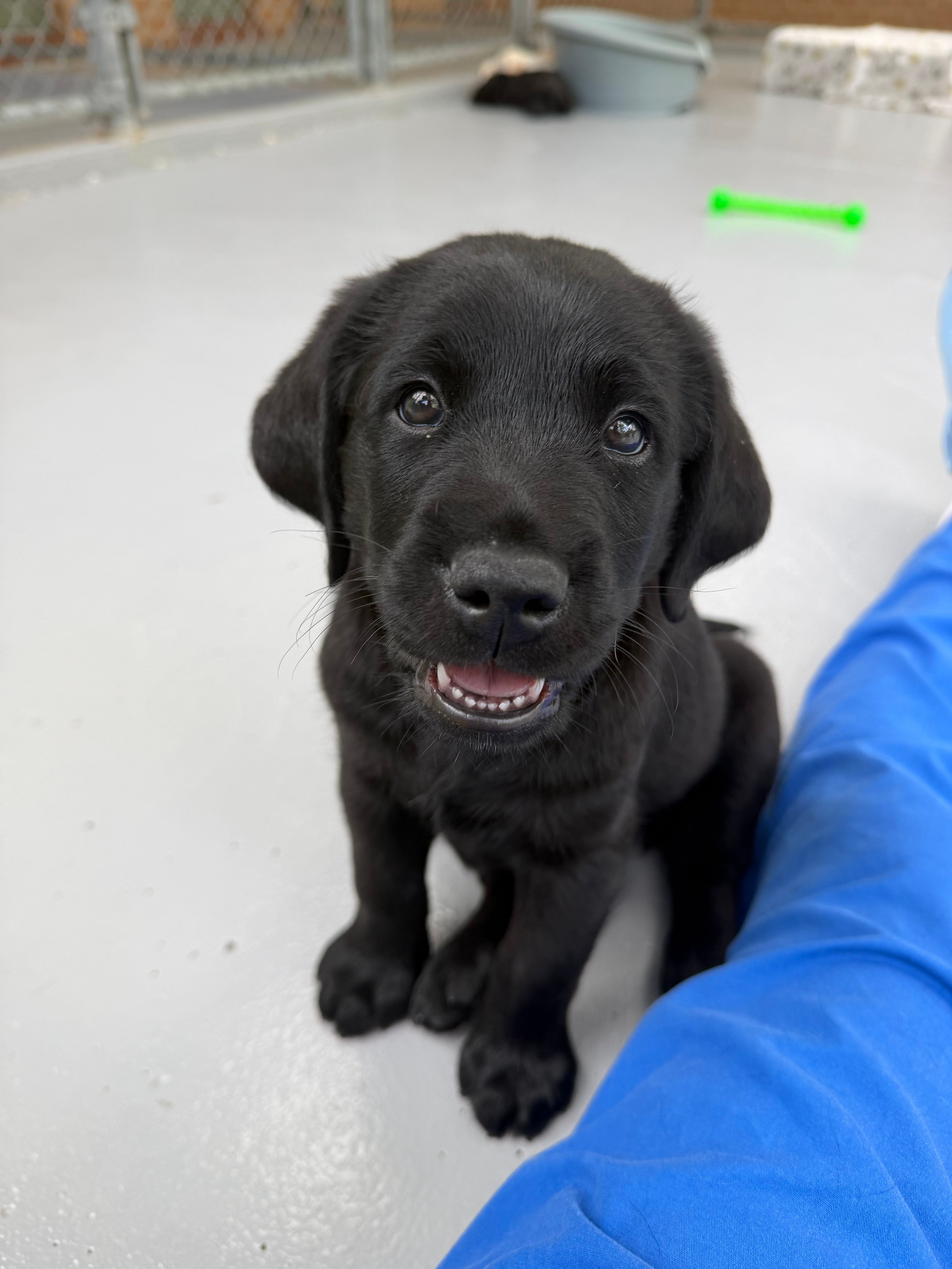 A black Labrador puppy looking at the camera.