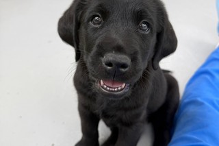 A black Labrador puppy looking at the camera.