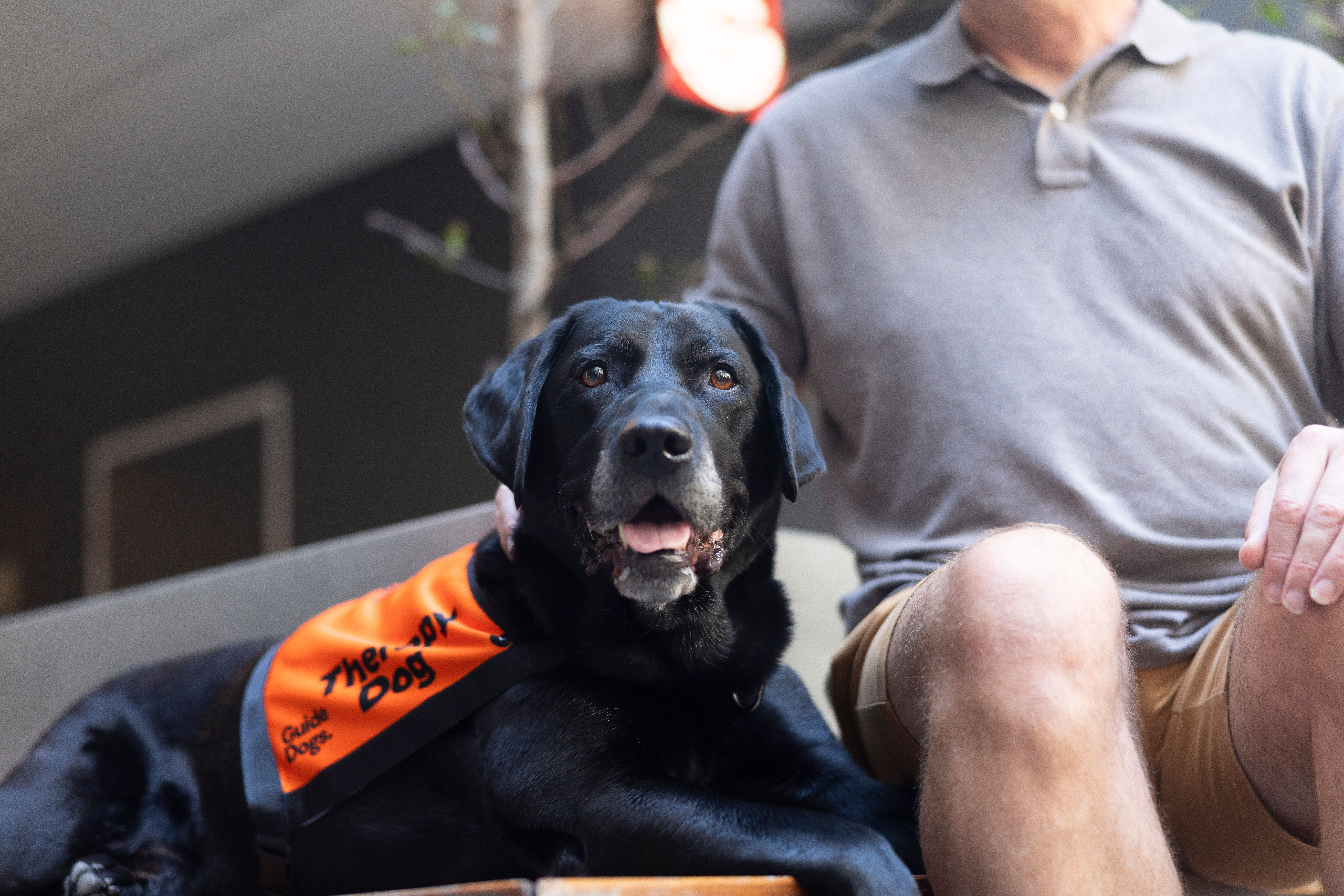 A black Therapy Dog laying down.