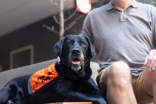 A black Therapy Dog laying down.