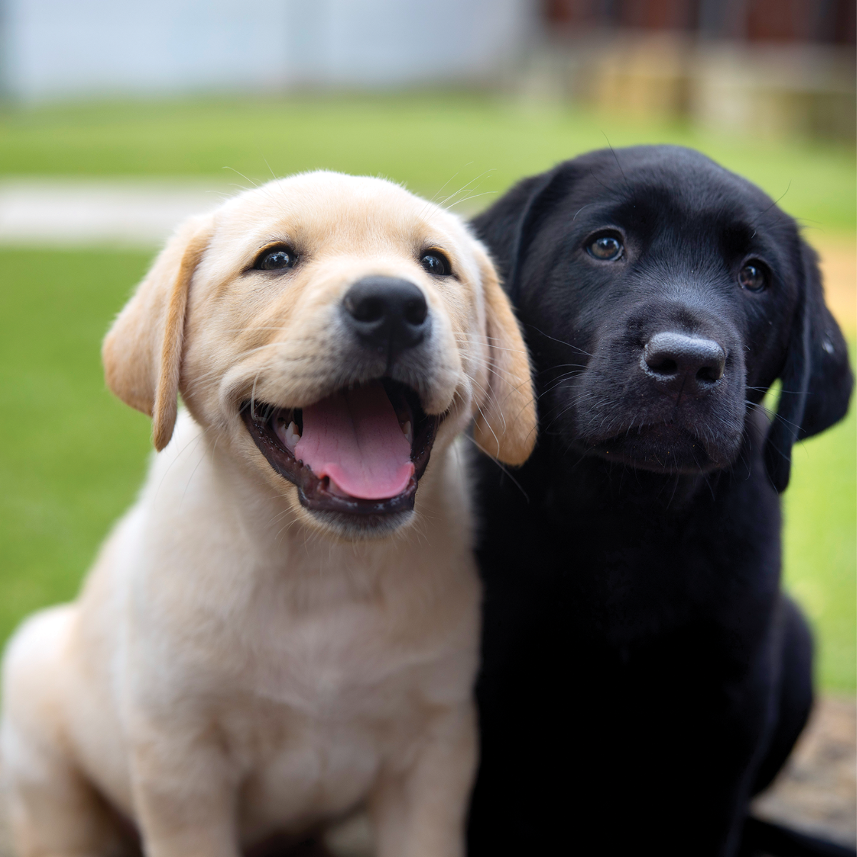 A yellow and a black Labrador smiling.