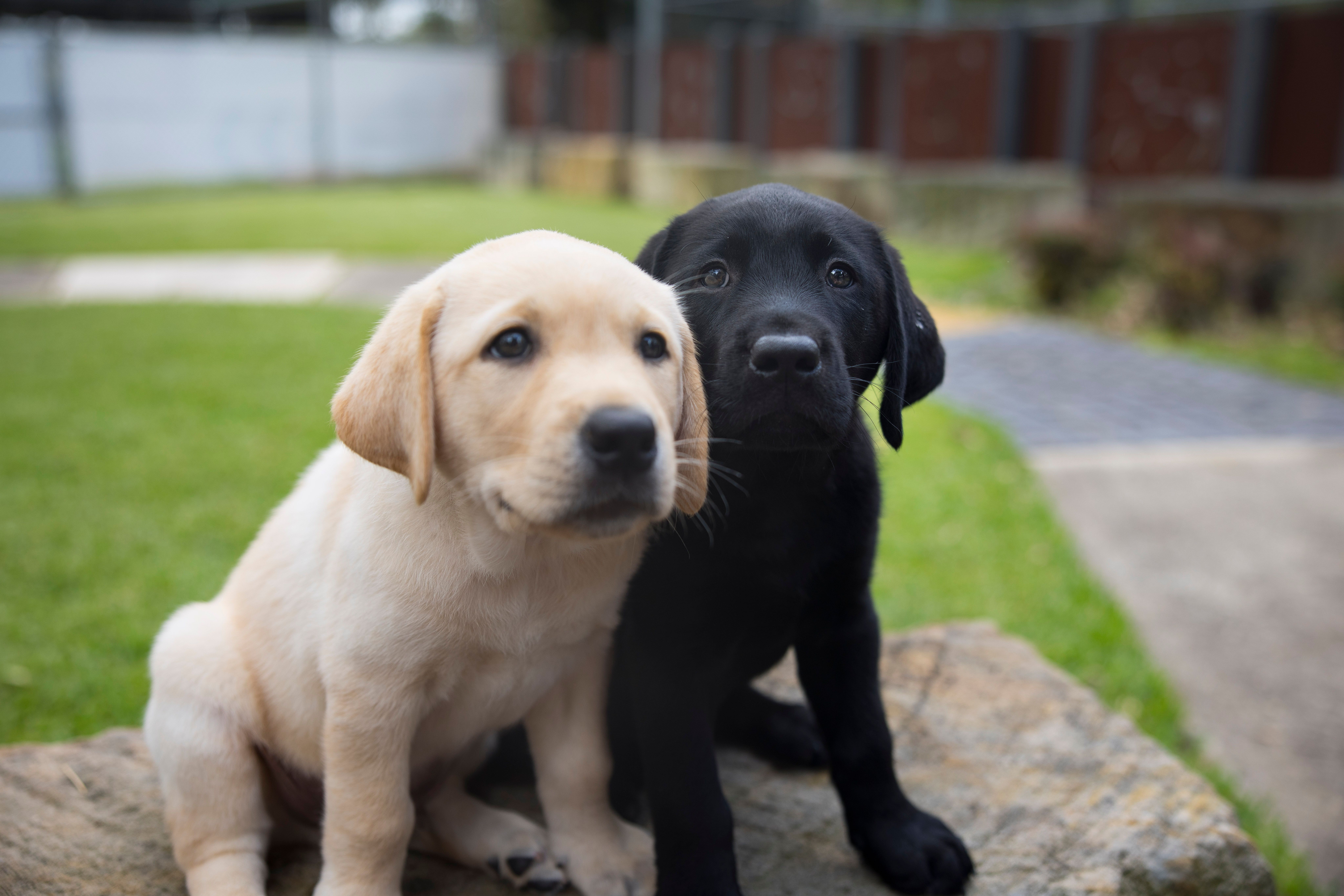 A yellow and a black Labrador puppy. 