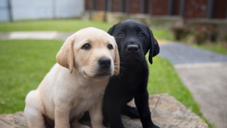 A yellow and a black Labrador puppy.