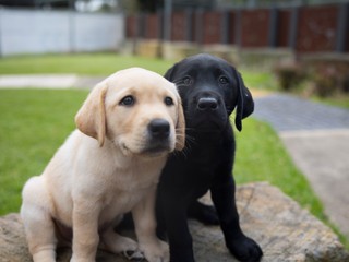 A yellow and a black Labrador puppy.