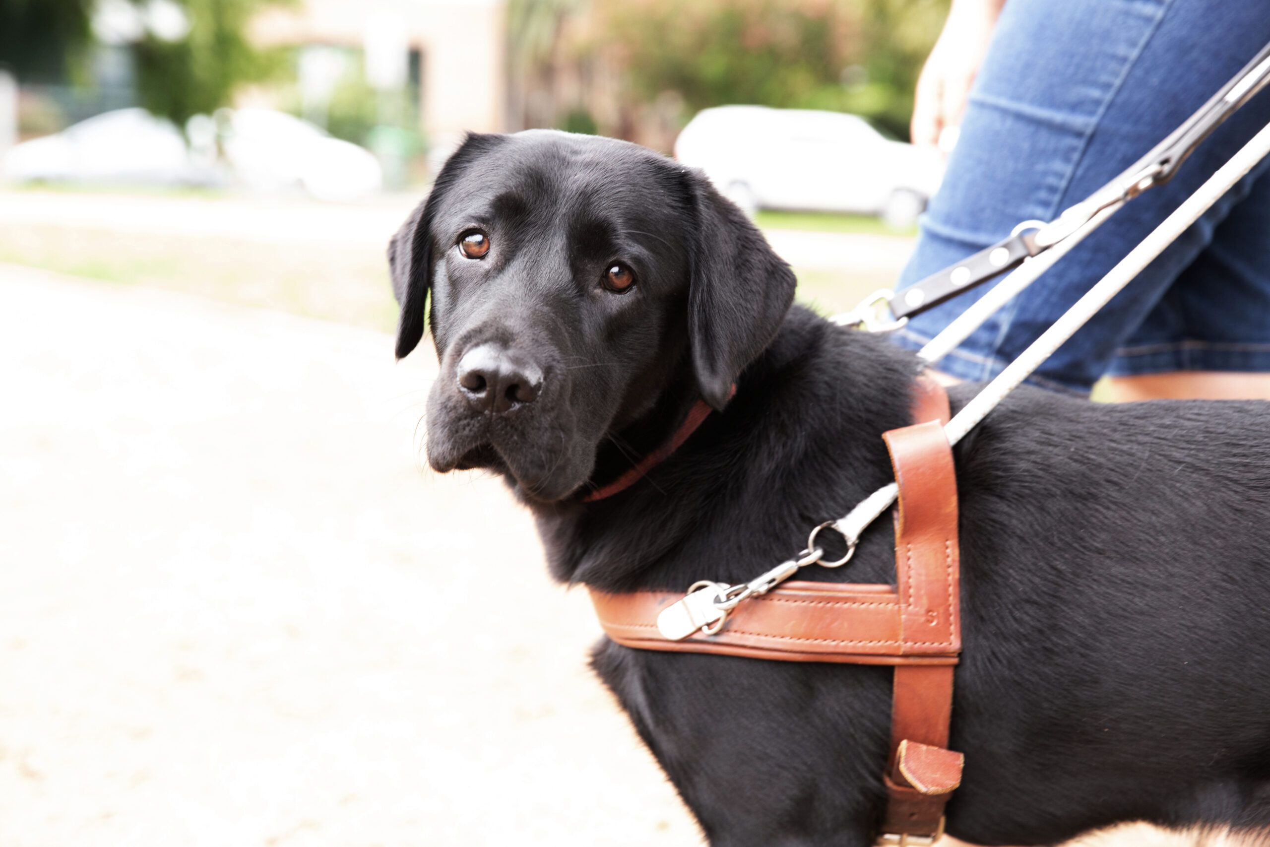 A black Labrador Guide Dog in harness