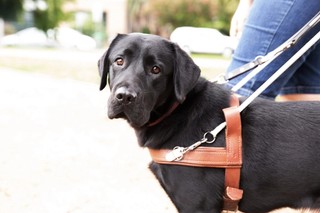A black Labrador Guide Dog in harness