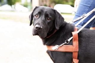A black Labrador Guide Dog in harness.
