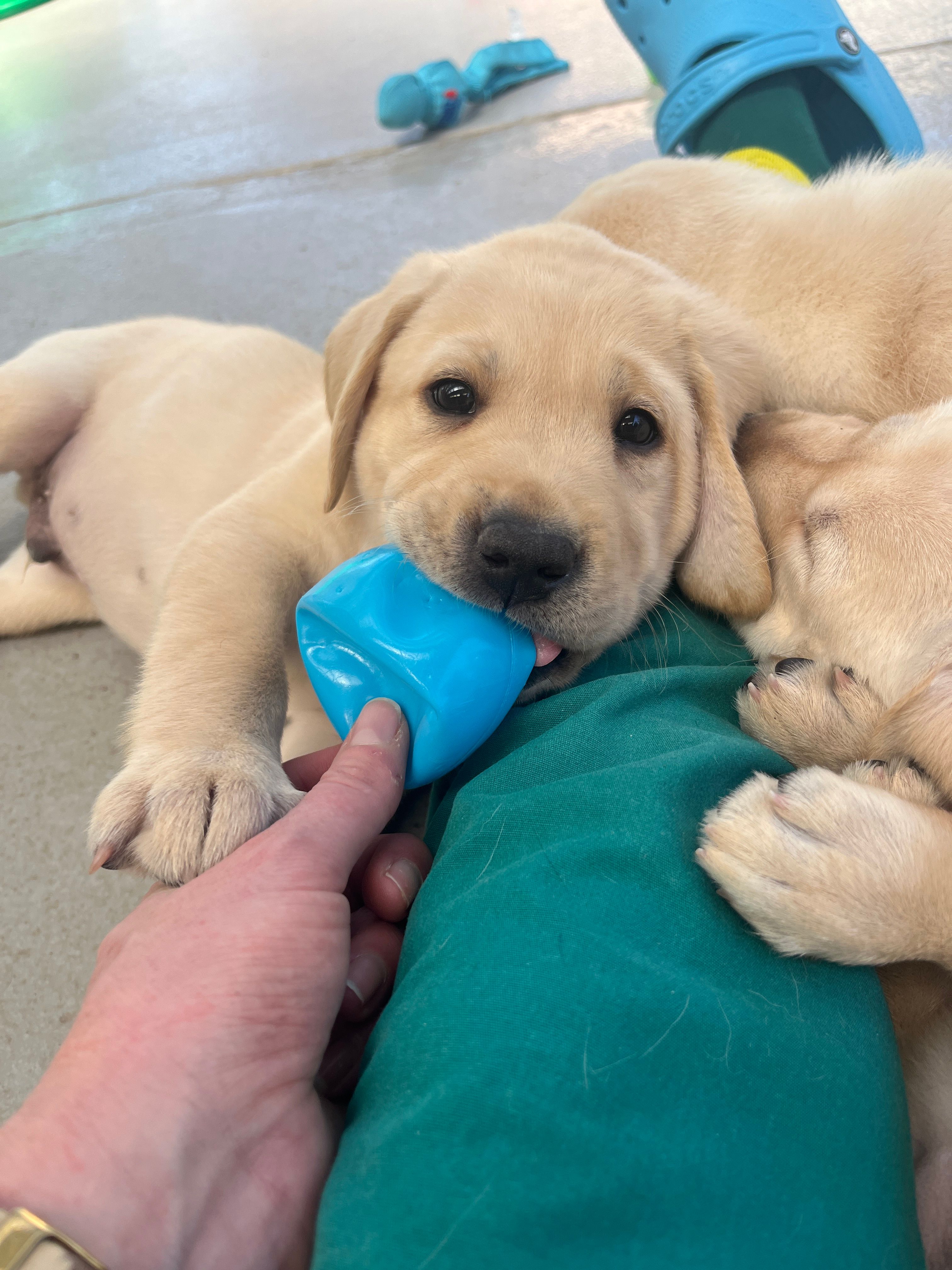 Yellow Labrador puppies playing with toys.