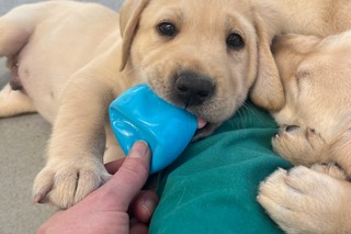 Yellow Labrador puppies playing with toys.
