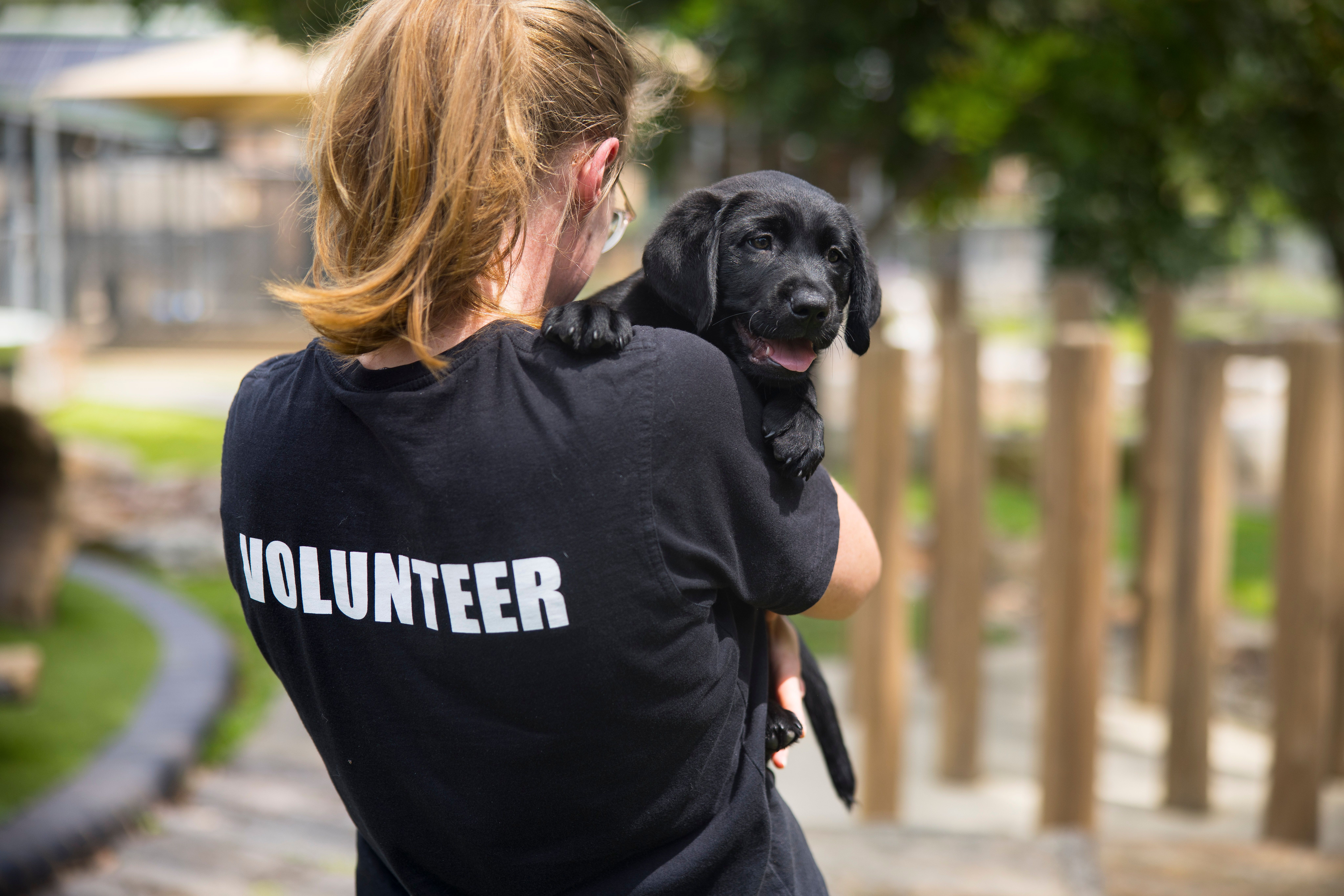 Volunteer holding a Puppy 