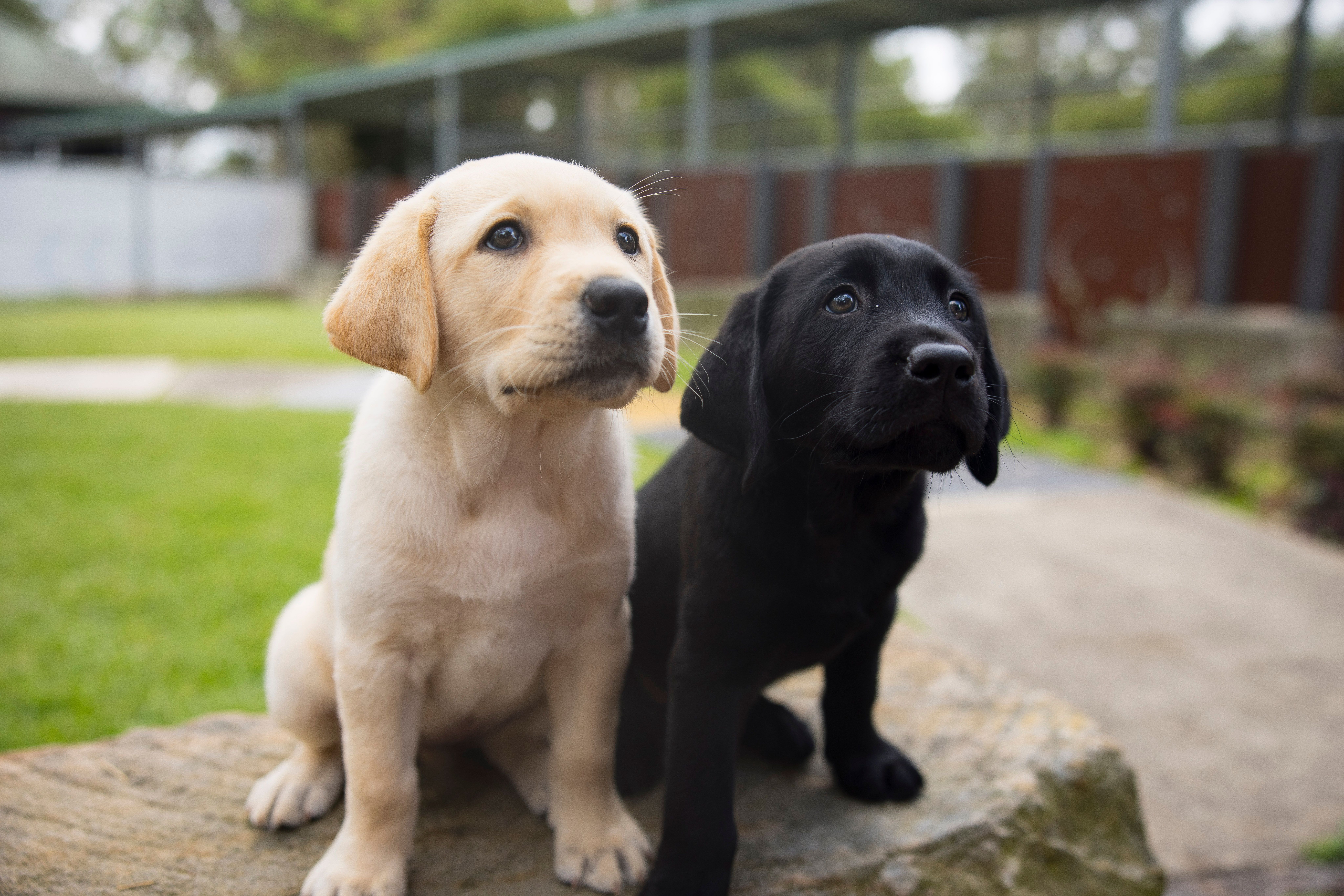 A yellow Labrador puppy and a black Labrador puppy.