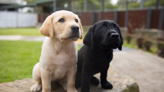 A yellow and a black Labrador puppy sitting together