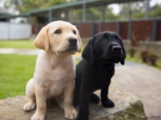 A yellow and a black Labrador puppy sitting together