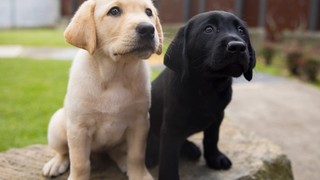 A yellow Labrador puppy and a black Labrador puppy.
