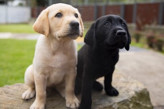 A yellow Labrador puppy and a black Labrador puppy.