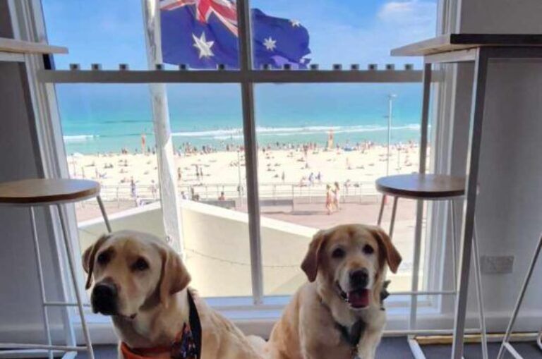 Two Therapy Dogs at Bondi.