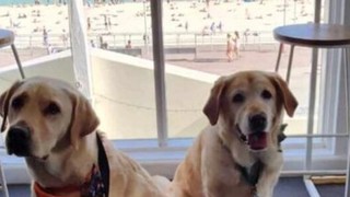 Two Therapy Dogs at Bondi.