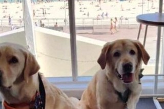 Two Therapy Dogs at Bondi.