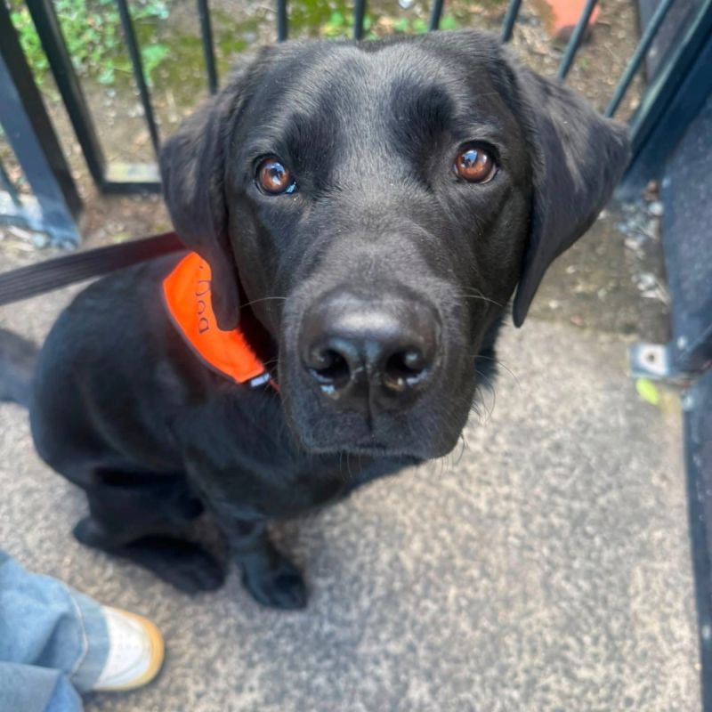 Therapy Dog Occhi looking at the camera.