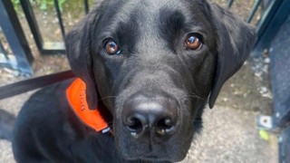 Therapy Dog Occhi looking at the camera.