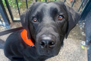 Therapy Dog Occhi looking at the camera.