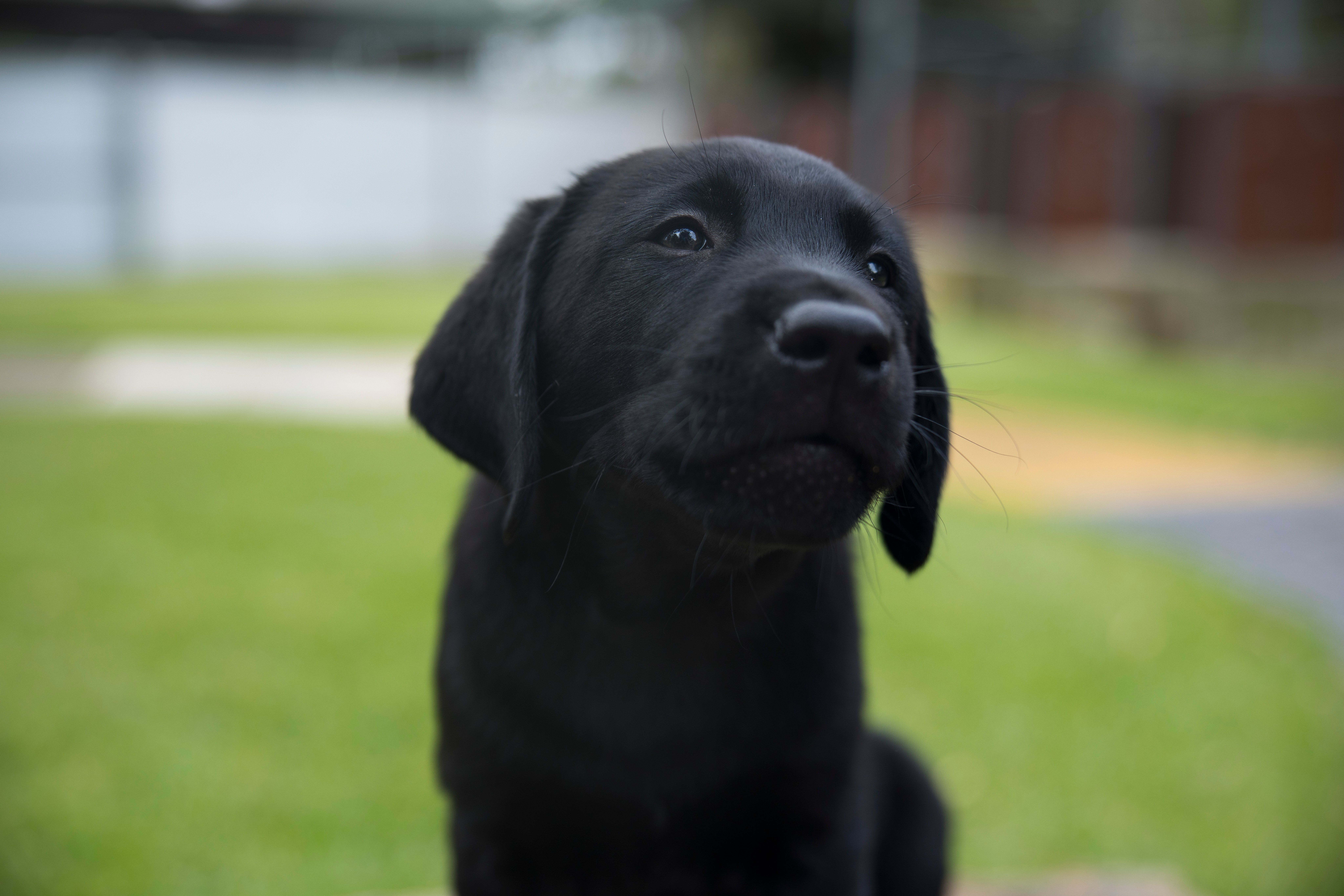 A black Labrador puppy. 