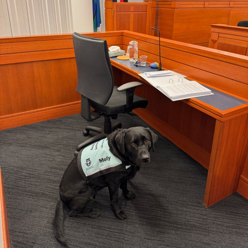 Court Dog Molly sitting in a court room.