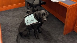 Court Dog Molly sitting in a court room.