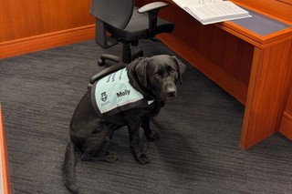 Court Dog Molly sitting in a court room.