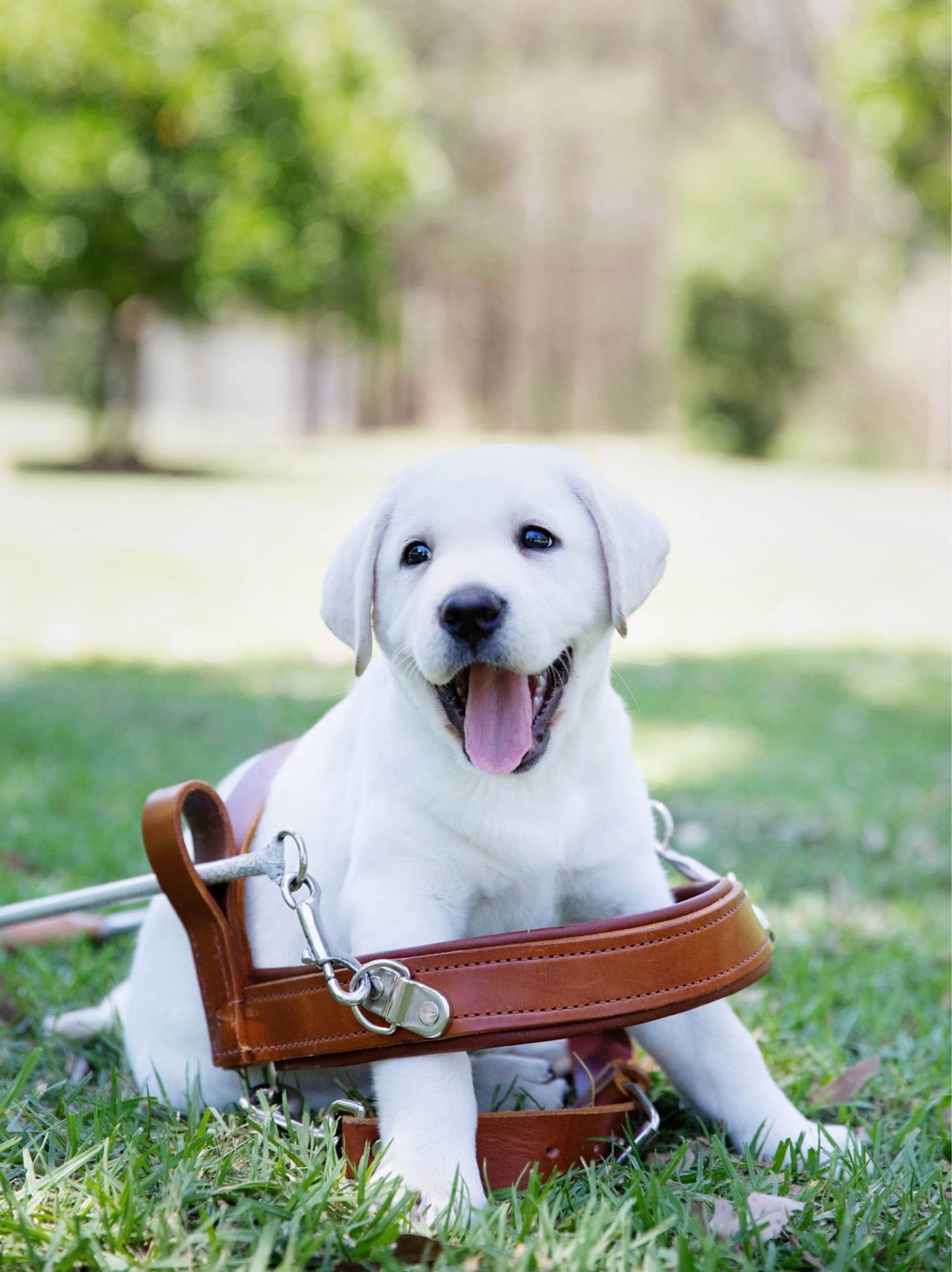 A yellow Labrador puppy sitting in an adult Guide Dog harness.