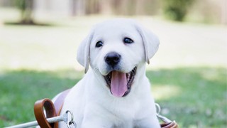 A yellow Labrador puppy sitting in an adult Guide Dog harness.