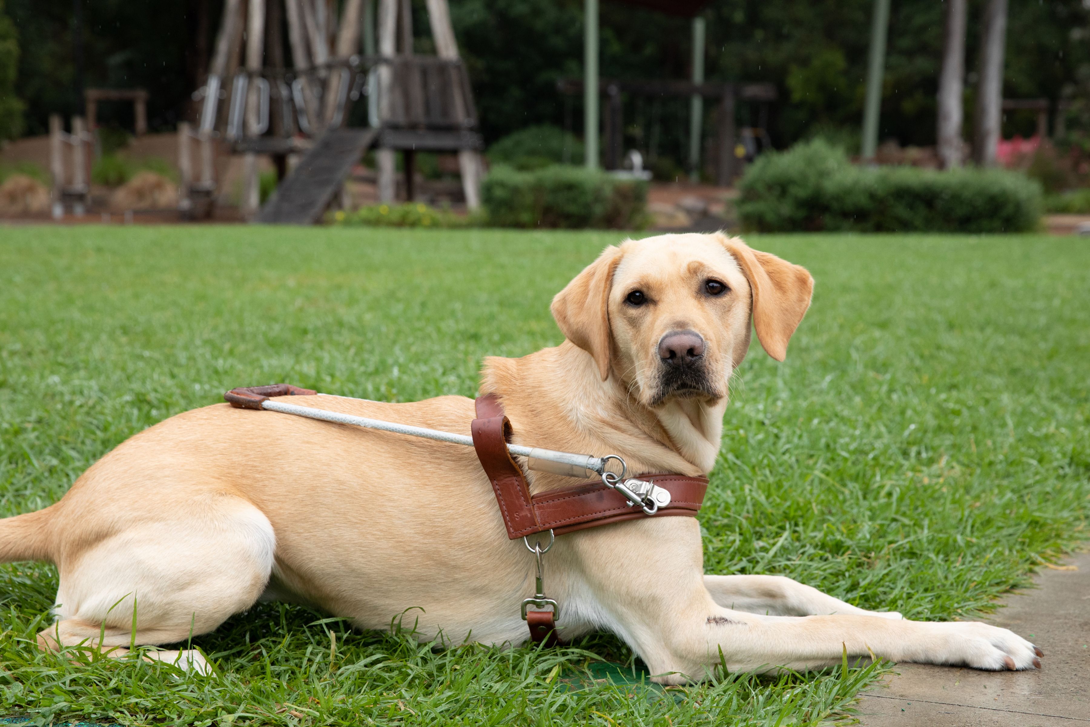 Yellow Labrador Guide Dog laying down