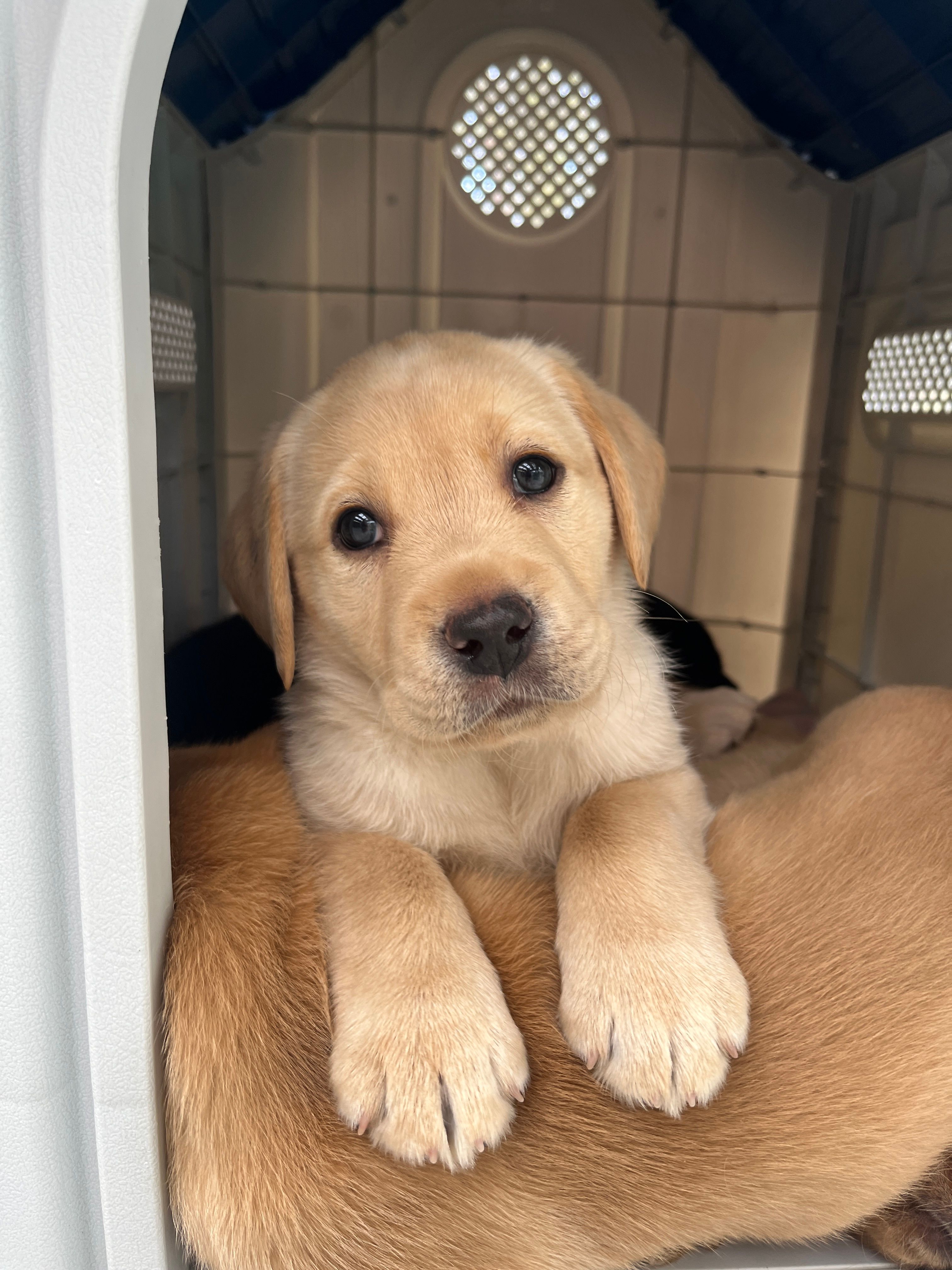 A yellow Labrador puppy looking at the camera.