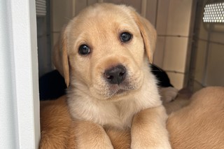 A yellow Labrador puppy looking at the camera.