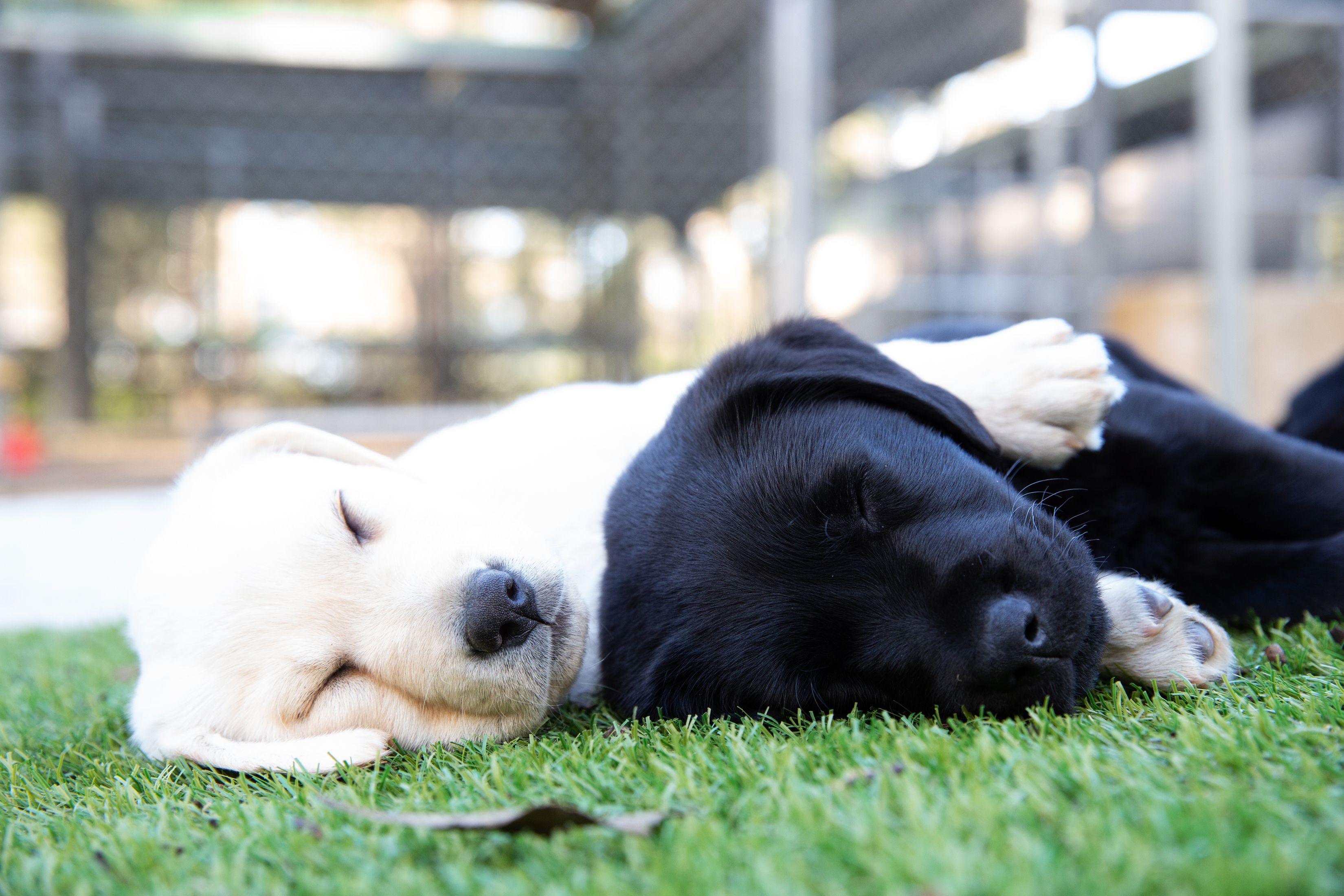 Two puppies sleeping together.