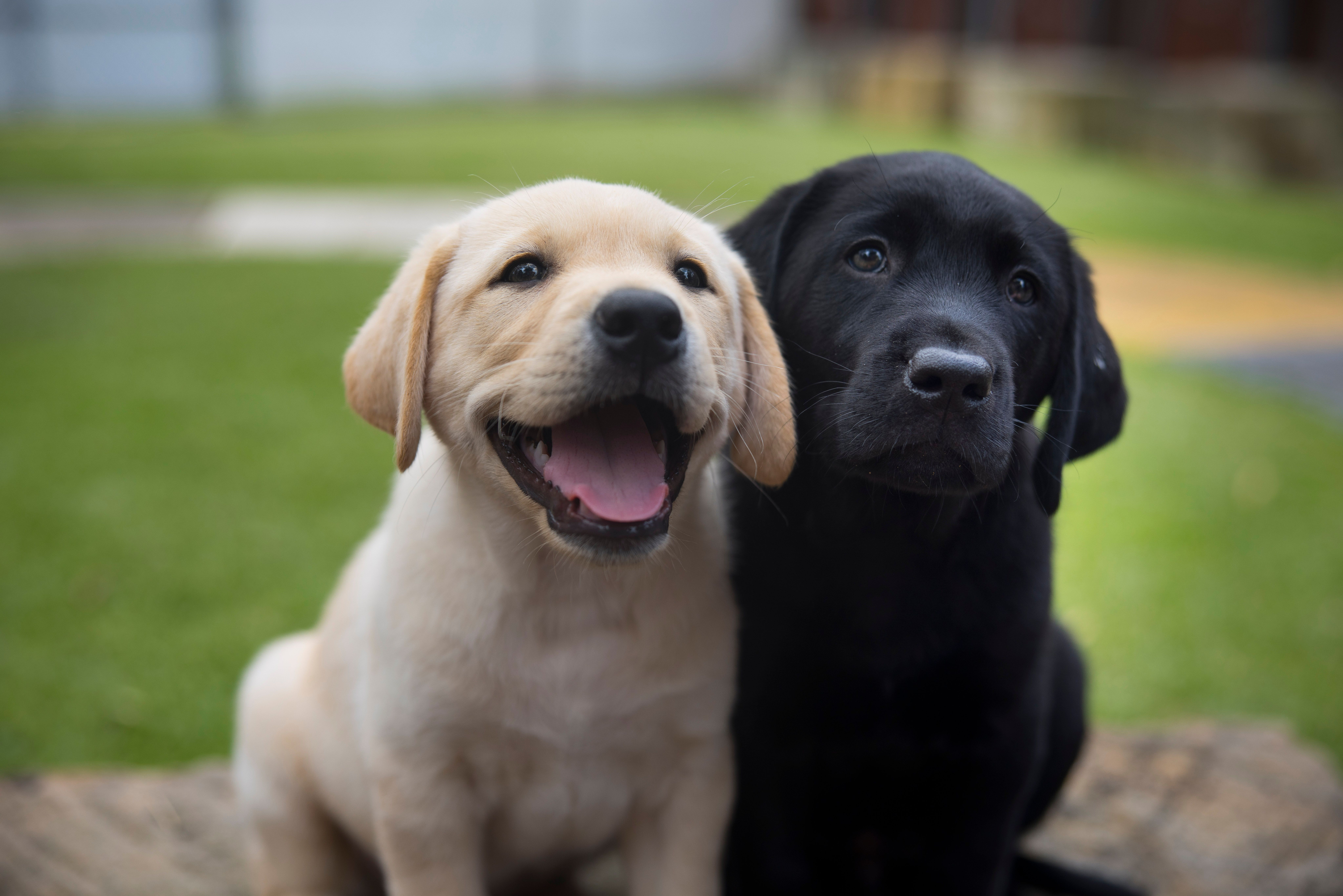 A yellow Labrador puppy and a black Labrador puppy sitting