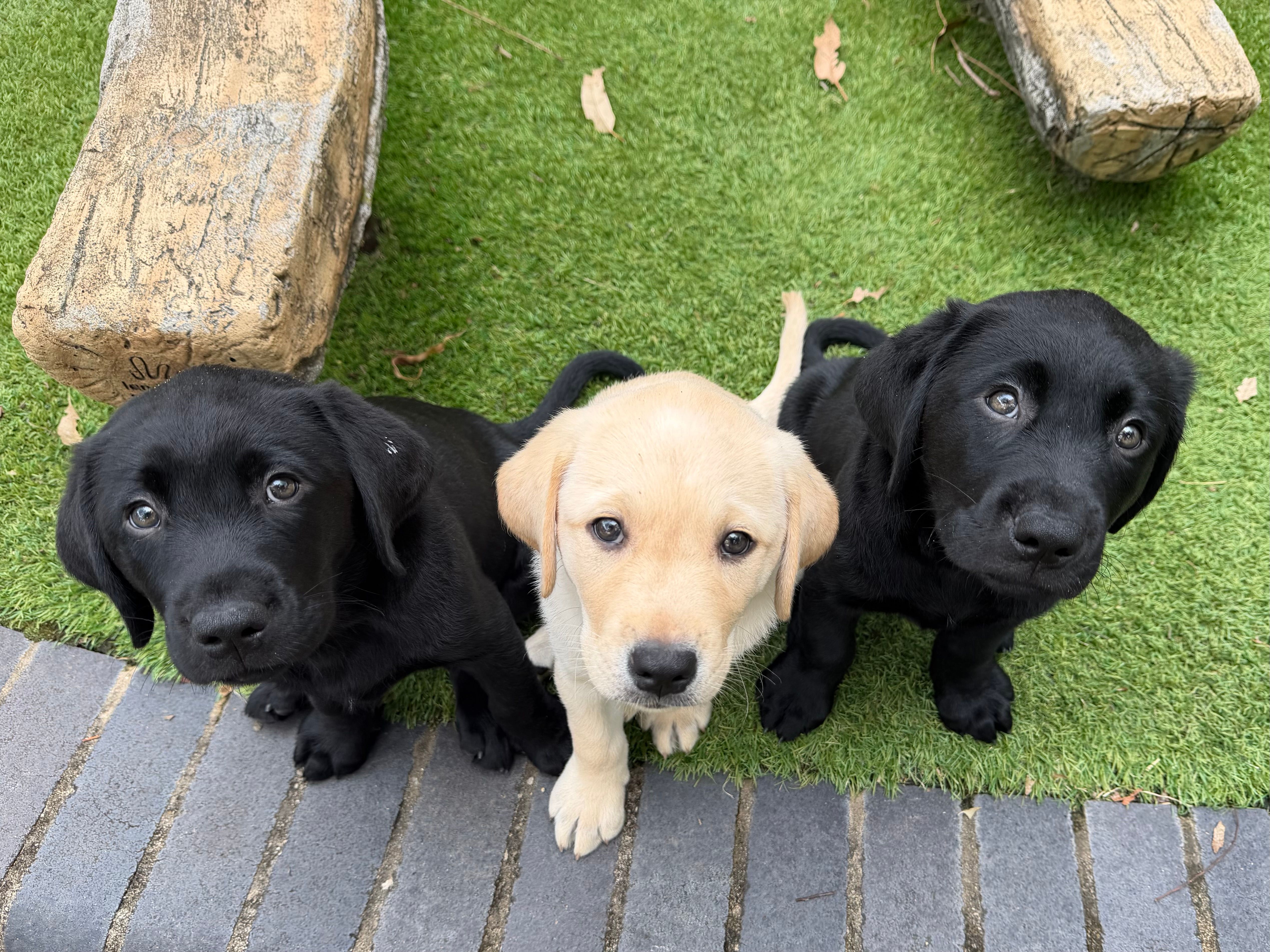 Two black and one Labrador puppy sitting together. 