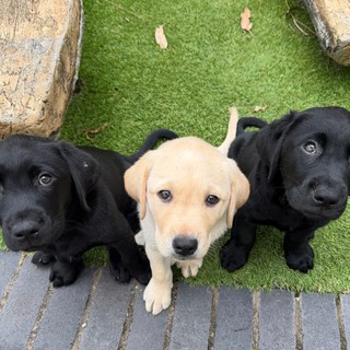 Two black and one Labrador puppy sitting together.