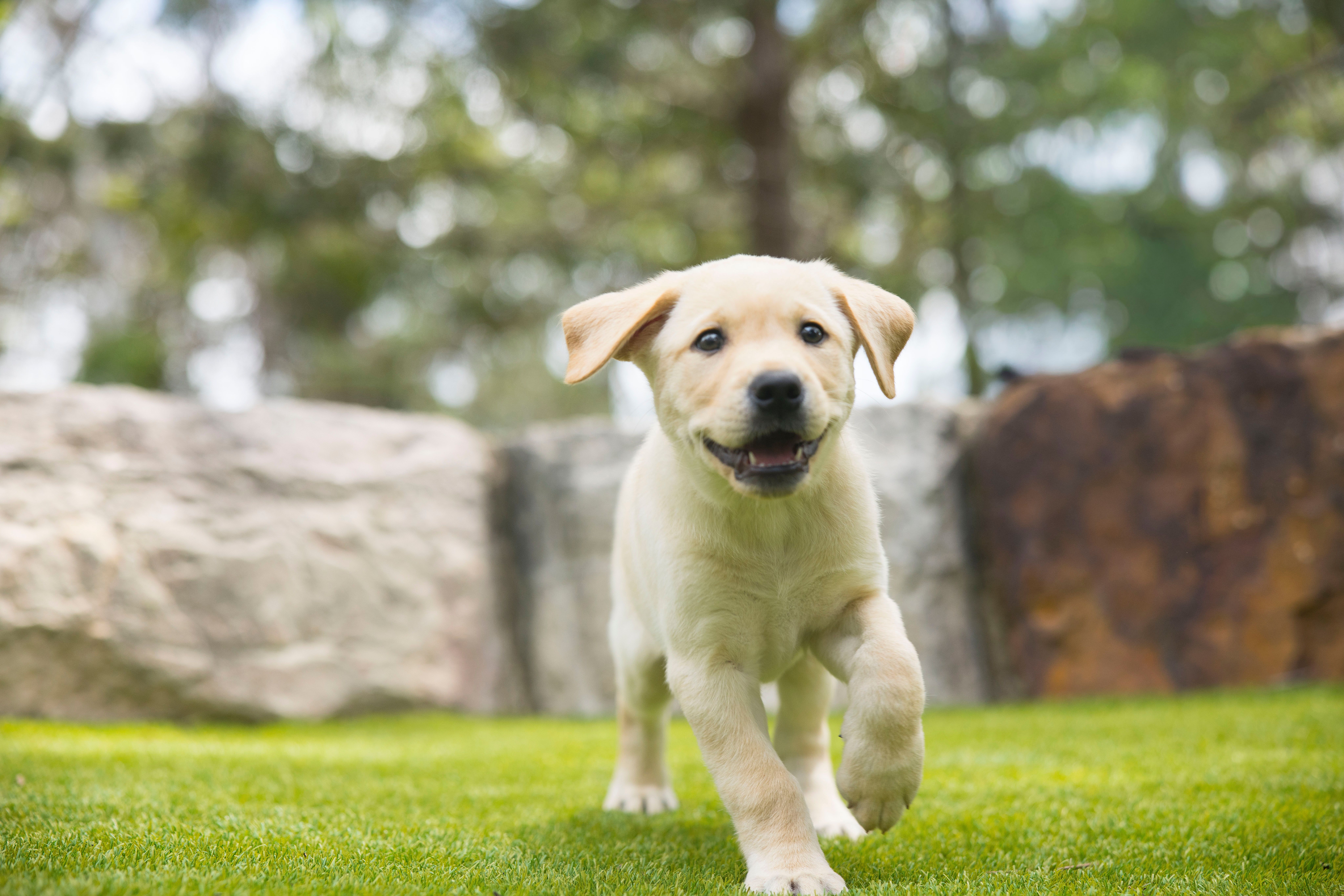 Yellow Labrador puppy running.