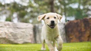 Yellow Labrador puppy running.