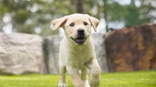 A yellow Labrador puppy running to the camera.