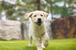 A yellow Labrador puppy running to the camera.