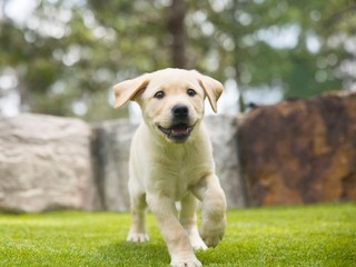 A yellow Labrador puppy running to the camera.